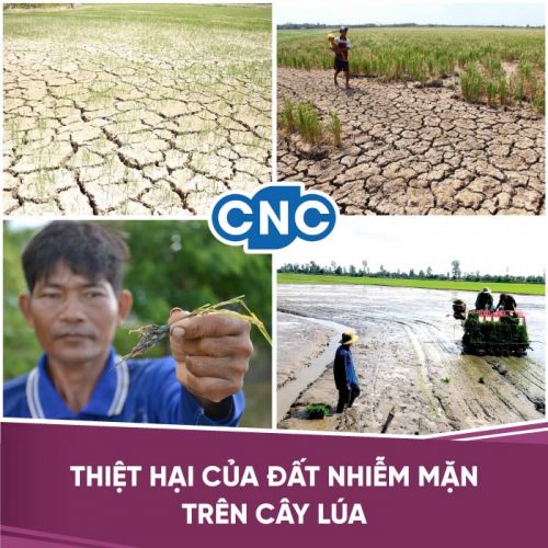 Cải tạo đất nhiễm mặn Cải tạo đất nhiễm mặn