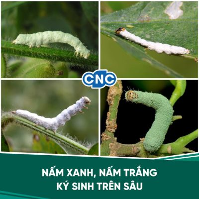 Thuốc trừ sâu sinh học Thuốc trừ sâu sinh học