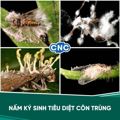 Thuốc trừ sâu sinh học Thuốc trừ sâu sinh học
