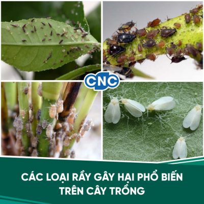 Đặc trị nhện đỏ Đặc trị nhện đỏ