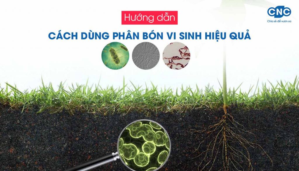 Phân-bón-vi-sinh-là-gì Hướng dẫn cách dùng phân bón vi sinh hiệu quả