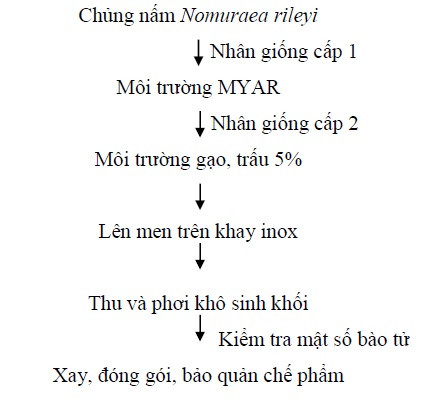 Quy trình sản xuất chế phẩm nấm Nomuraea rileyi