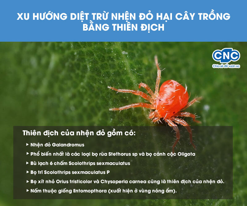 Cách phòng trừ nhện đỏ hại cây trồng bằng thiên địch