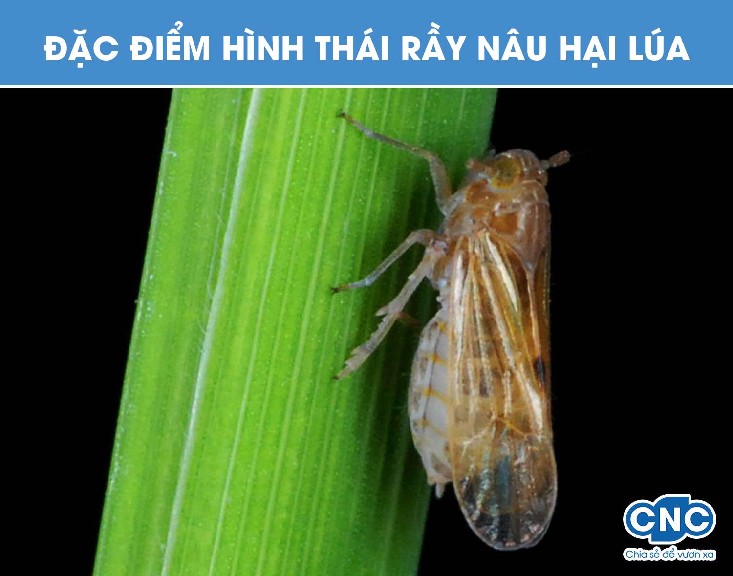Hướng dẫn biện pháp phòng trừ rầy nâu hại lúa bằng sinh học an toàn ...