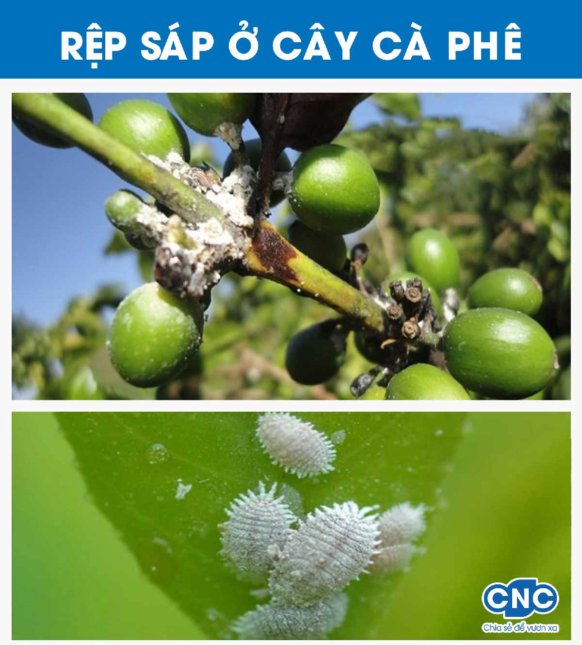 Rệp sáp ở cây cà phê - Hướng dẫn nhận biết rệp sáp trên cây cà phê và trị rệp sáp bằng sinh học hiệu quả