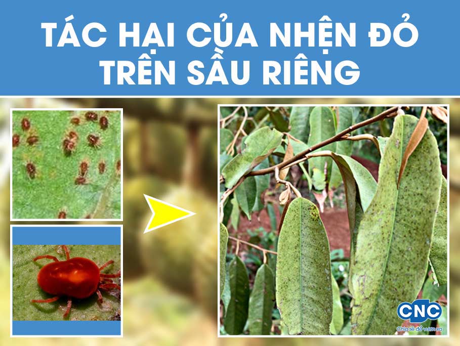 Tác hại của nhện đỏ trên cây sầu riêng