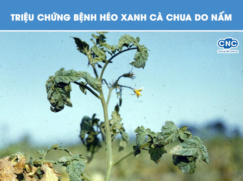 Triệu chứng bệnh héo xanh cà chua do nấm