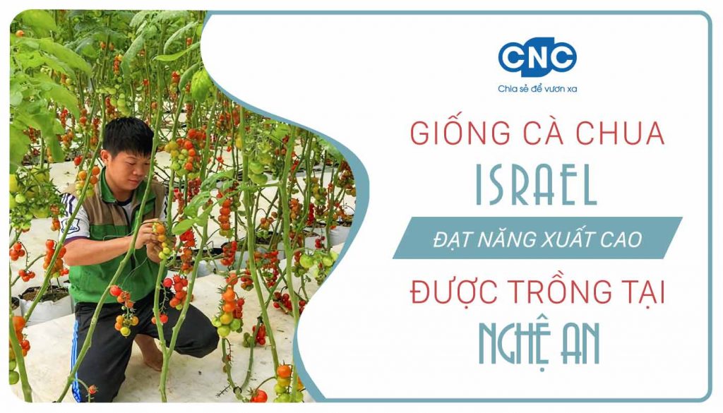 Giống cà chua mới của Isarel được trồng tại Nghệ An