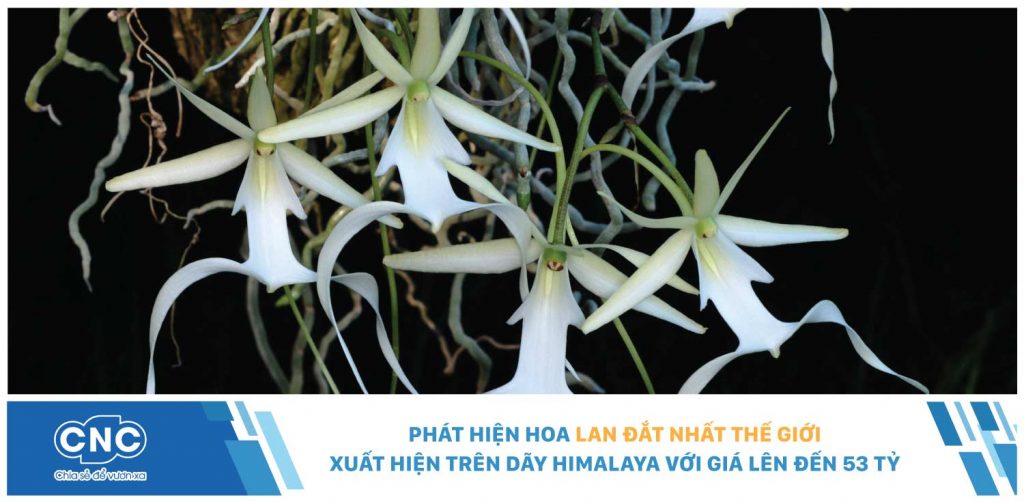 Phát hiện hoa lan đắt nhất thế giới xuất hiện trên dãy Himalaya với giá lên đến 53 tỷ