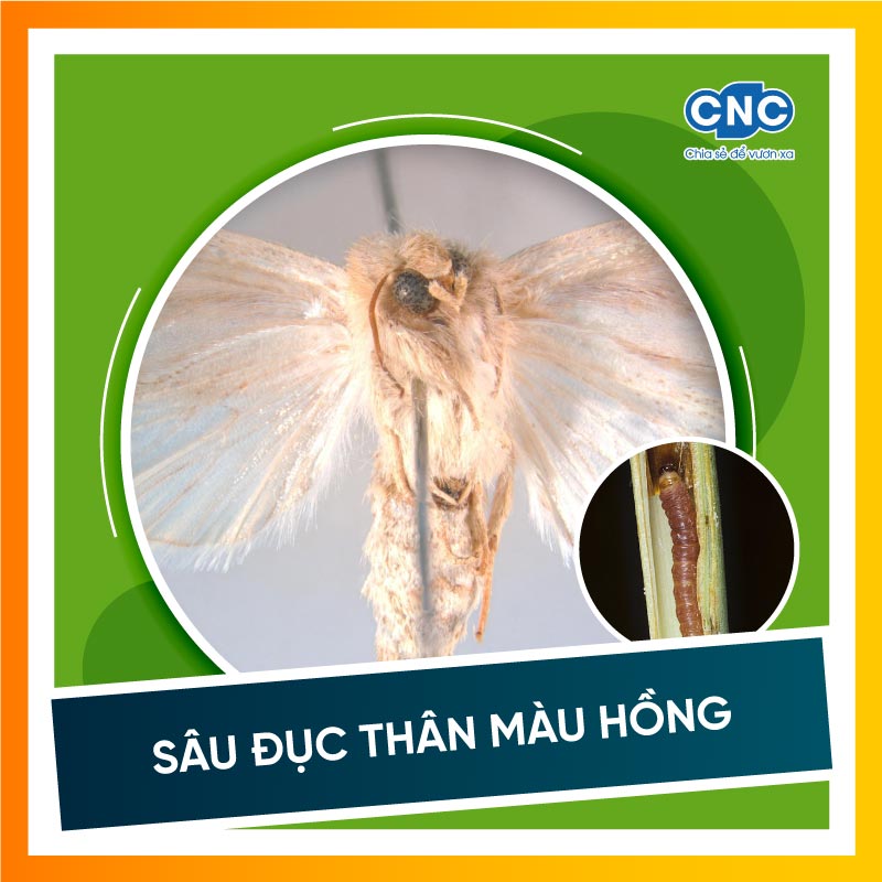 Sâu đục thân màu hồng