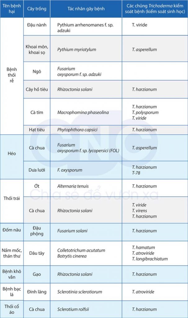 Kiểm soát sinh học của nấm Trichoderma đối với mầm bệnh thực vật do các vi sinh vật có hại gây ra