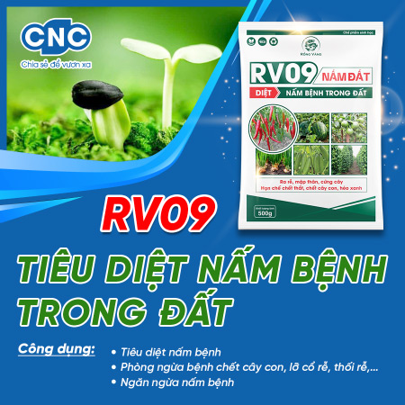 Nấm chaetomium RV09 - Diệt sạch nấm bệnh trong đất