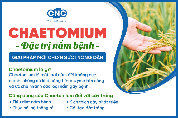 Nấm chaetomium