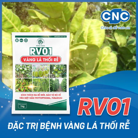 Thuốc đặc trị vàng lá thối rễ RV01 Chaetomium