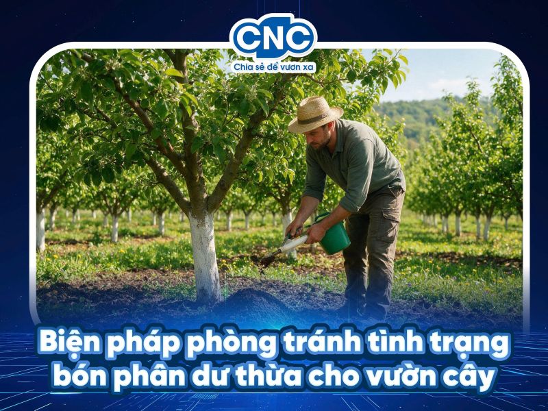 Biện pháp phòng tránh tình trạng bón phân dư thừa cho vườn cây
