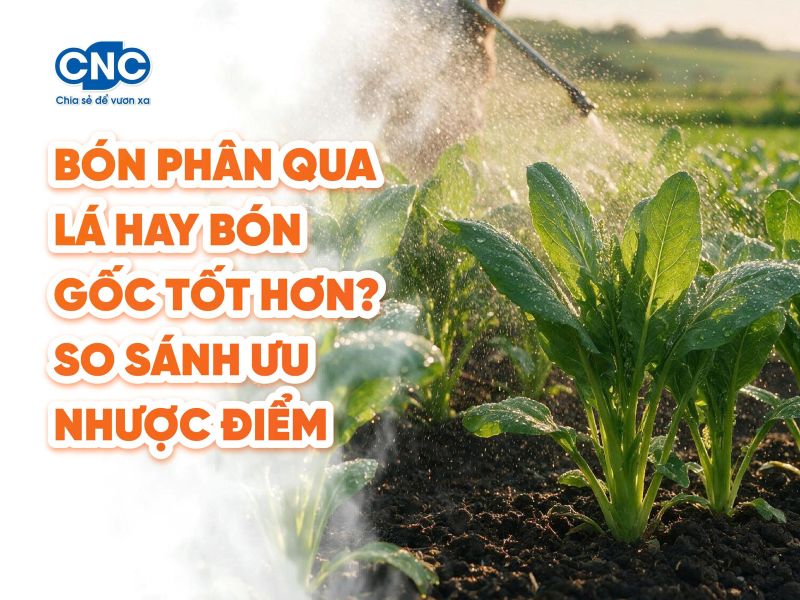 Bón phân qua lá hay bón gốc tốt hơn? So sánh ưu nhược điểm