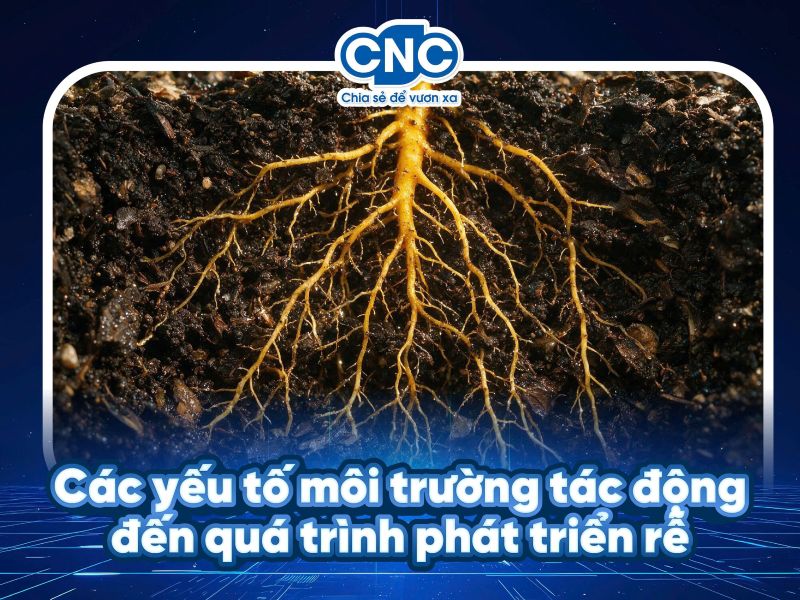 Các yếu tố môi trường tác động đến quá trình phát triển rễ