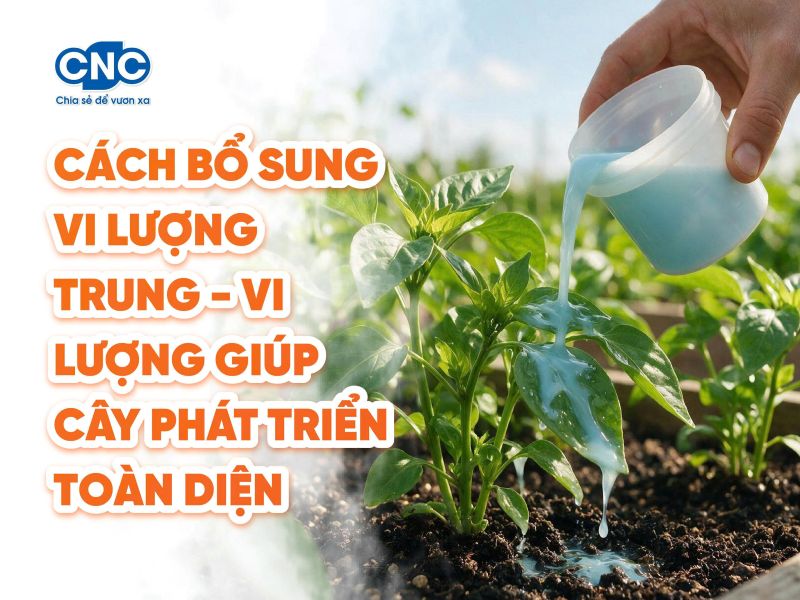 Cách bổ sung vi lượng Trung - Vi lượng giúp cây phát triển toàn diện