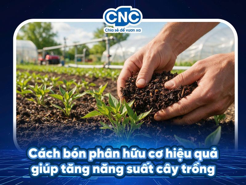 Cách bón phân hữu cơ hiệu quả giúp tăng năng suất cây trồng