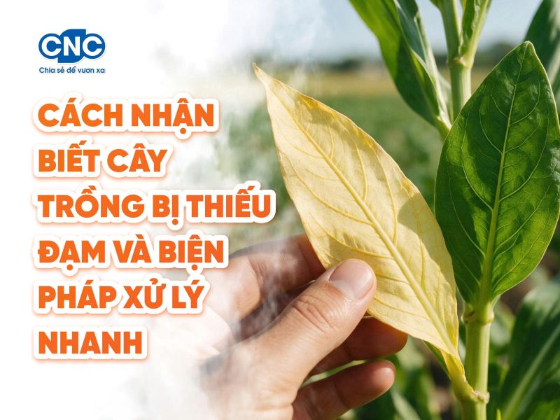 Cách nhận biết cây trồng bị thiếu đạm và biện pháp xử lý nhanh