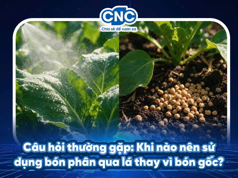 Câu hỏi thường gặp: Khi nào nên sử dụng bón phân qua lá thay vì bón gốc?
