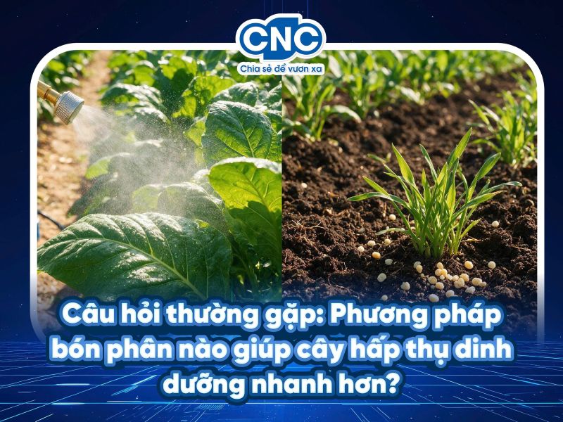Câu hỏi thường gặp: Phương pháp bón phân nào giúp cây hấp thụ dinh dưỡng nhanh hơn?
