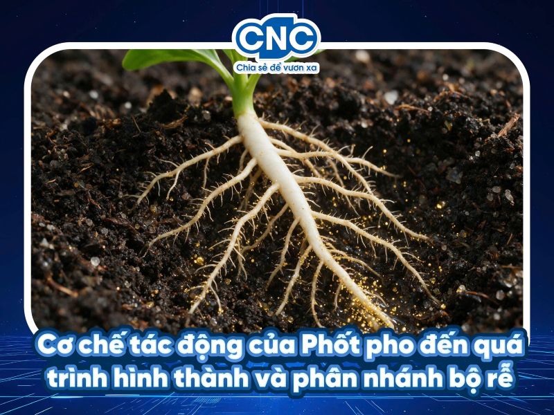 Cơ chế tác động của Phốt pho đến quá trình hình thành và phân nhánh bộ rễ