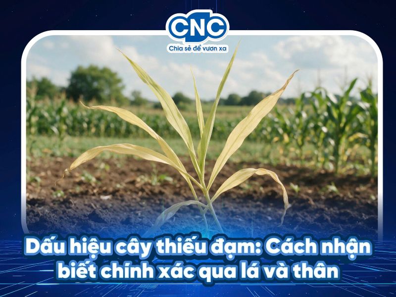 Dấu hiệu cây thiếu đạm: Cách nhận biết chính xác qua lá và thân