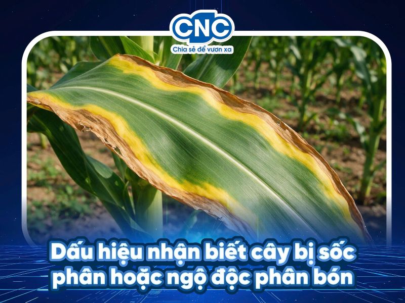 Dấu hiệu nhận biết cây bị sốc phân hoặc ngộ độc phân bón