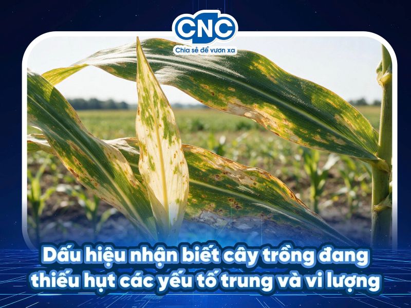 Dấu hiệu nhận biết cây trồng đang thiếu hụt các yếu tố trung và vi lượng