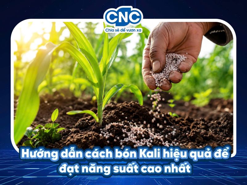 Hướng dẫn cách bón Kali hiệu quả để đạt năng suất cao nhất