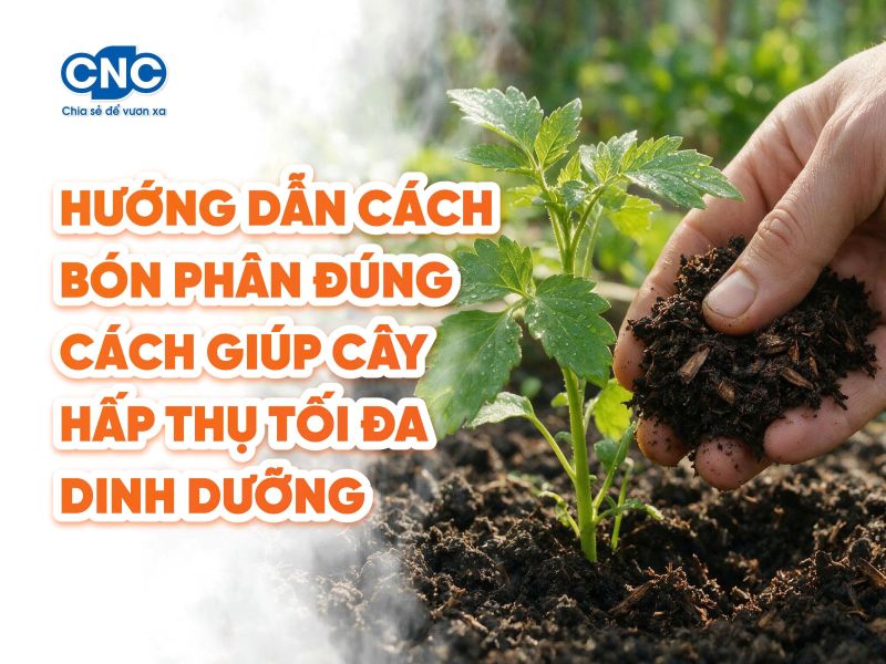 Hướng dẫn cách bón phân đúng cách giúp cây hấp thụ tối đa dinh dưỡng
