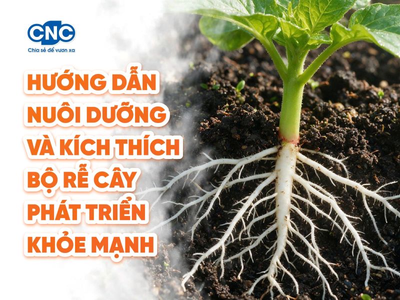 Hướng dẫn nuôi dưỡng và kích thích bộ rễ cây phát triển khỏe mạnh