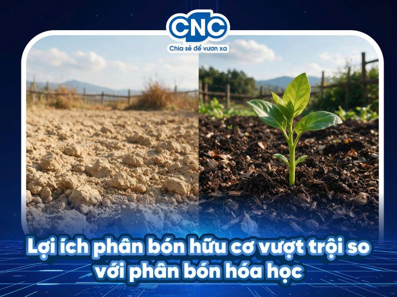 Lợi ích phân bón hữu cơ vượt trội so với phân bón hóa học