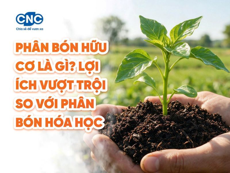 Phân bón hữu cơ là gì? Lợi ích vượt trội so với phân bón hóa học