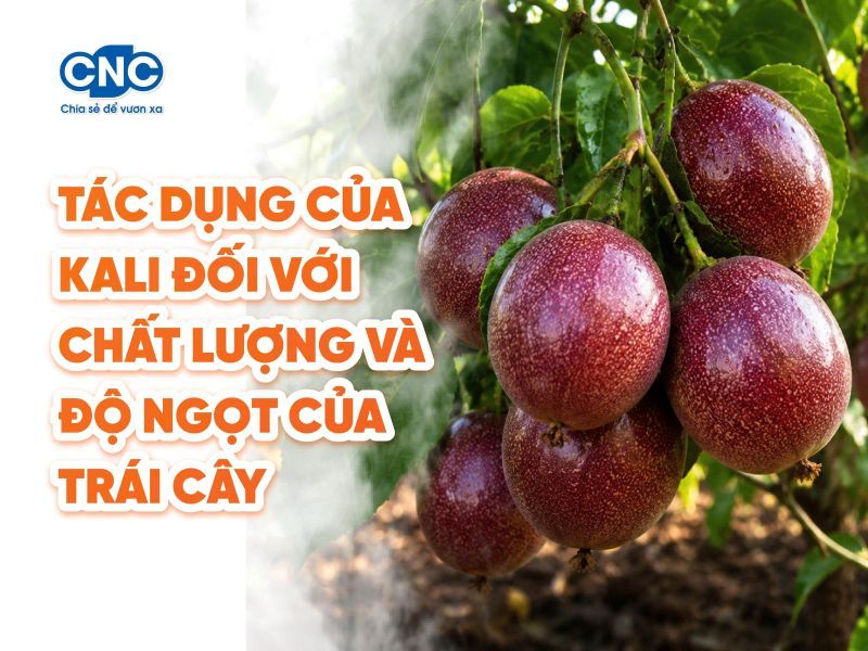 Tác dụng của Kali đối với chất lượng và độ ngọt của trái cây