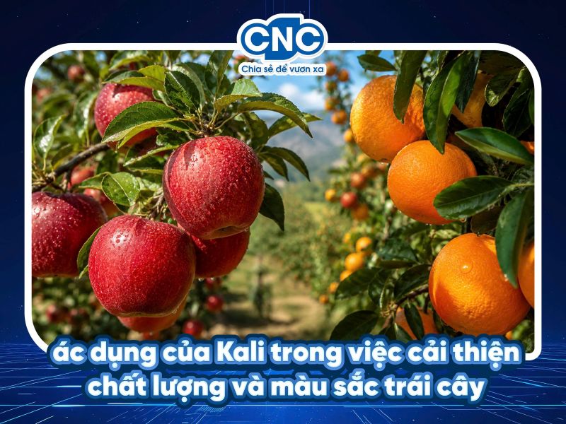 Tác dụng của Kali trong việc cải thiện chất lượng và màu sắc trái cây