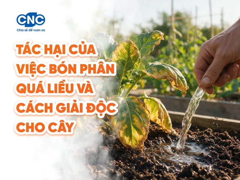 Tác hại của việc bón phân quá liều và cách giải độc cho cây