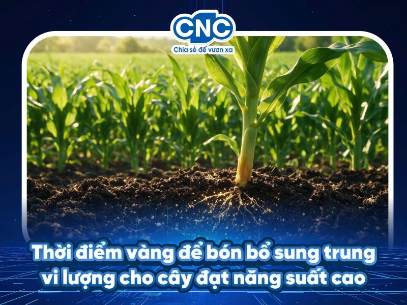 Thời điểm vàng để bón bổ sung trung vi lượng cho cây đạt năng suất cao