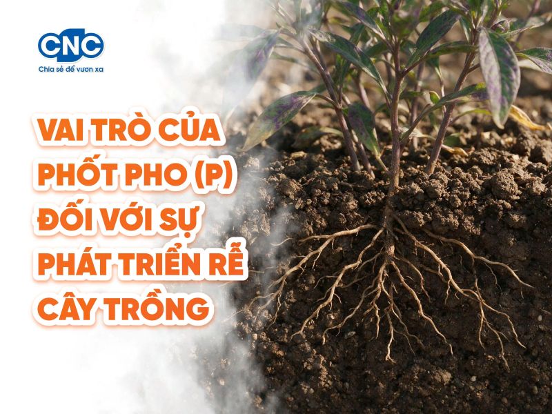 Vai trò của Phốt pho (P) đối với sự phát triển rễ cây trồng